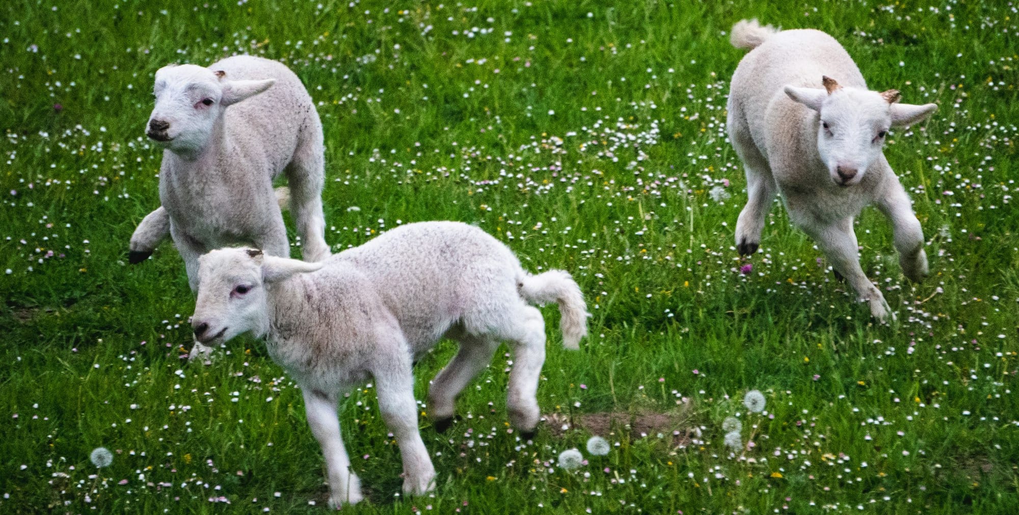 white sheep on green grass field during daytime